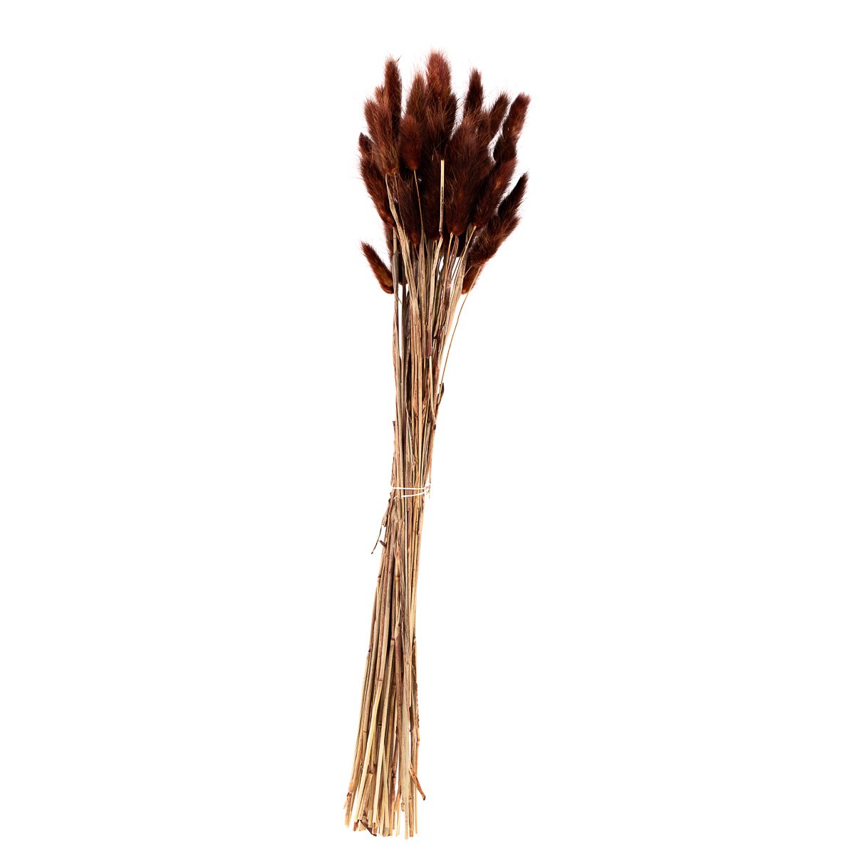 Strå Lagarus 45-50 cm brun