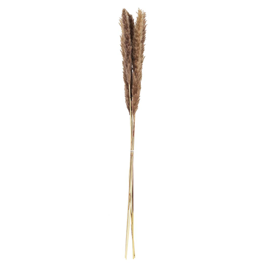 Pampas 6 stk 65-75 cm natur
