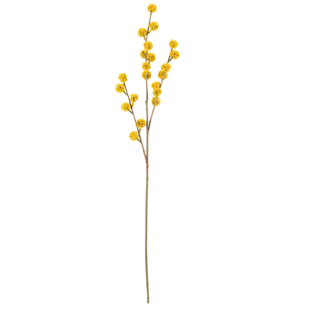Blomst gule knopper